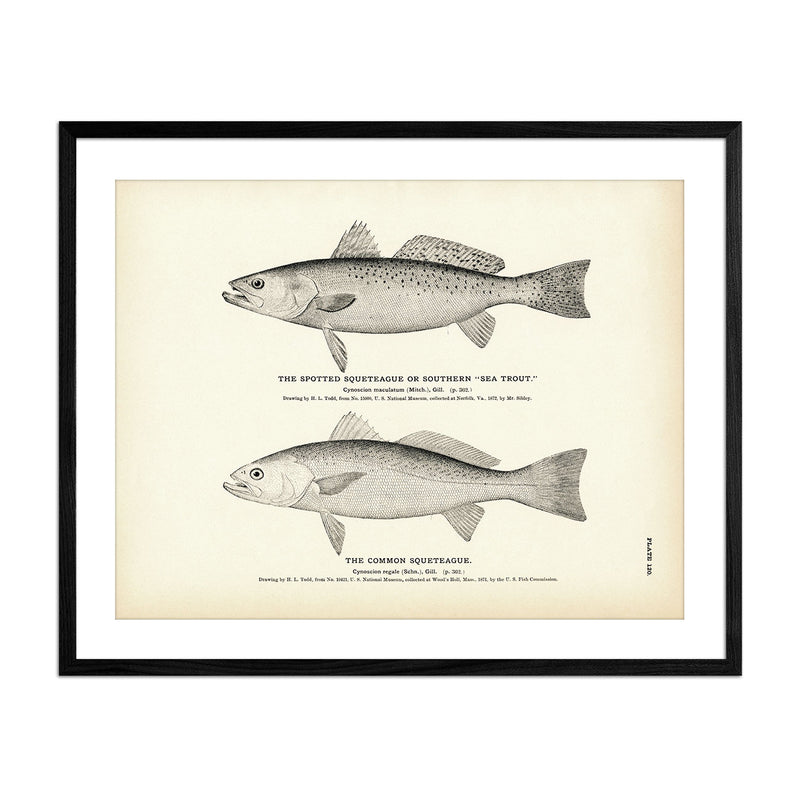 Spotted Squeteague (Southern Sea Trout) and Common Squeteague Art Print - Muir Way - Fisheries