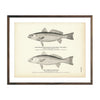 Vintage Spotted and Common Squeteague fish print