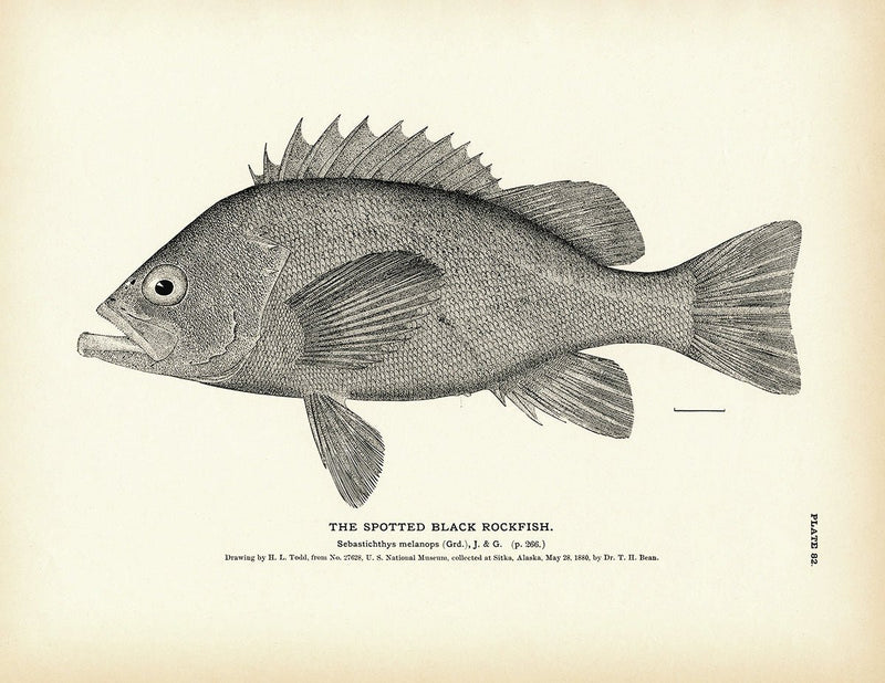 Spotted Black Rockfish Art Print - Muir Way - Fisheries