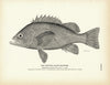 Spotted Black Rockfish Art Print