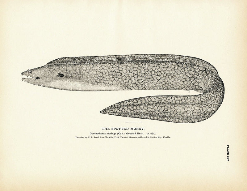 Spotted Moray Art Print - Muir Way - Fisheries