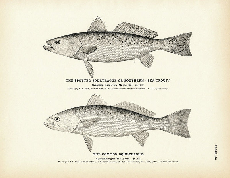 Spotted Squeteague (Southern Sea Trout) and Common Squeteague Art Print - Muir Way - Fisheries