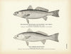 Spotted Squeteague (Southern Sea Trout) and Common Squeteague Art Print
