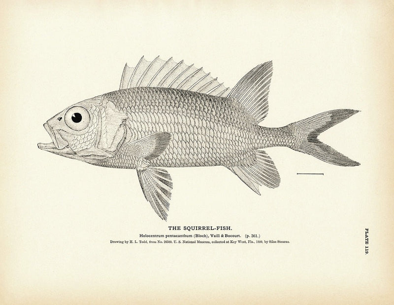 Squirrel - Fish 1 Art Print - Muir Way - Fisheries