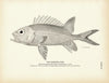 Squirrel-Fish 1 Art Print