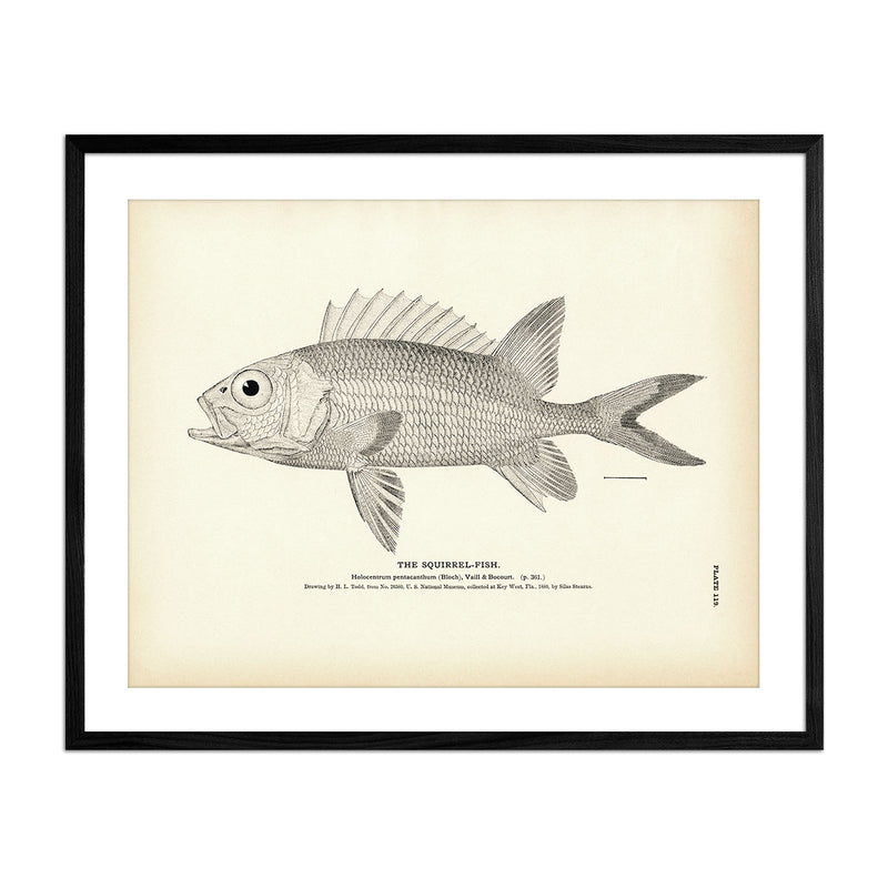 Squirrel - Fish 1 Art Print - Muir Way - Fisheries
