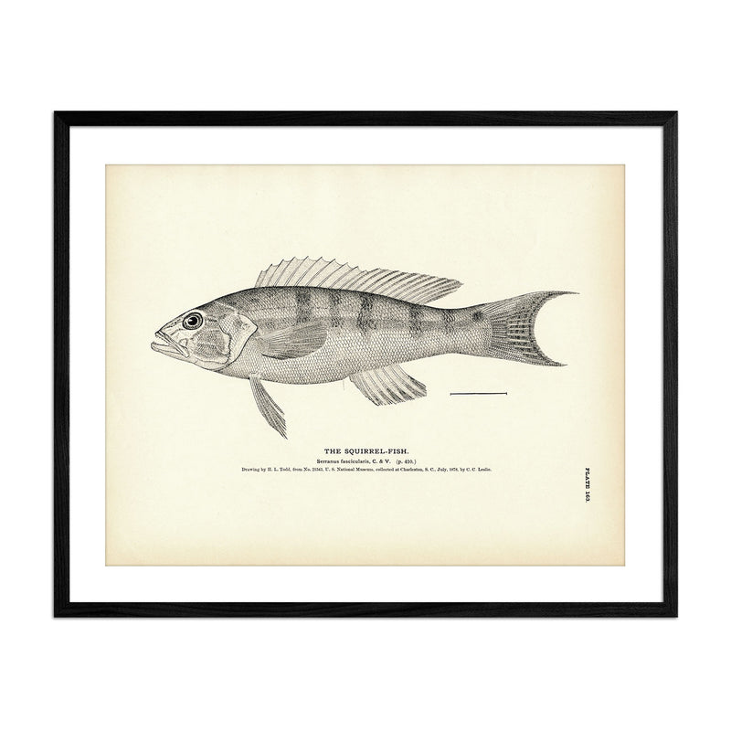 Squirrel - Fish 2 Art Print - Muir Way - Fisheries