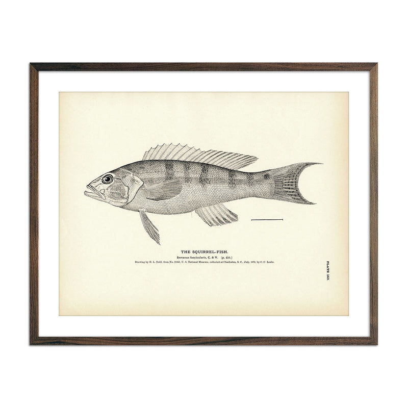 Squirrel - Fish 2 Art Print - Muir Way - Fisheries