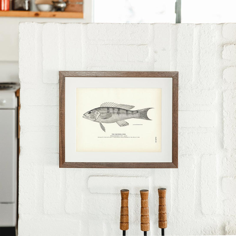 Squirrel - Fish 2 Art Print - Muir Way - Fisheries