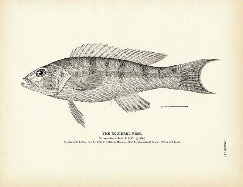 Squirrel - Fish 2 Art Print - Muir Way - Fisheries