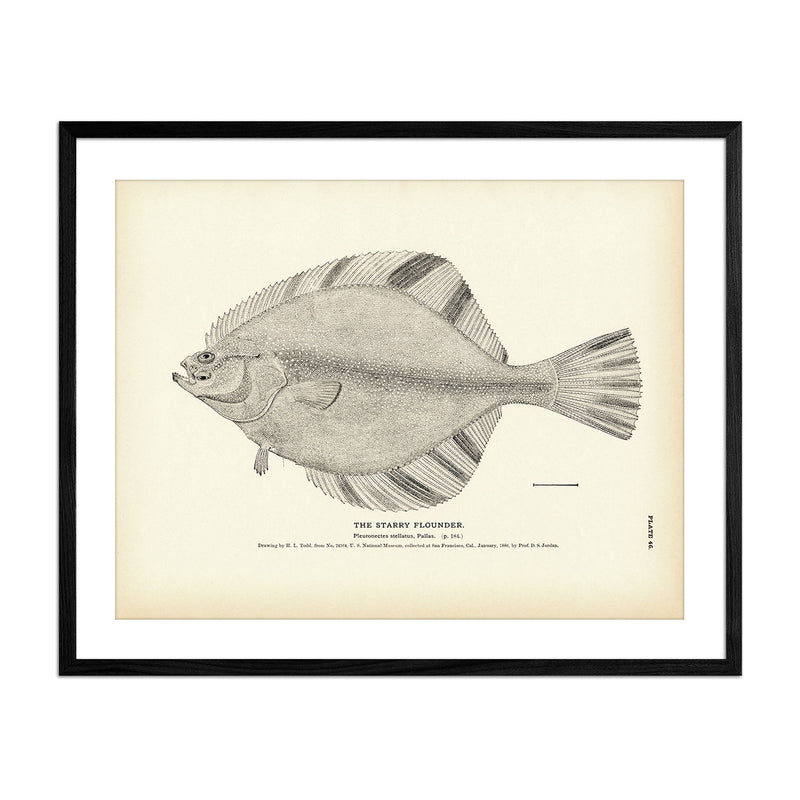 Starry Flounder Art Print - Muir Way - Fisheries