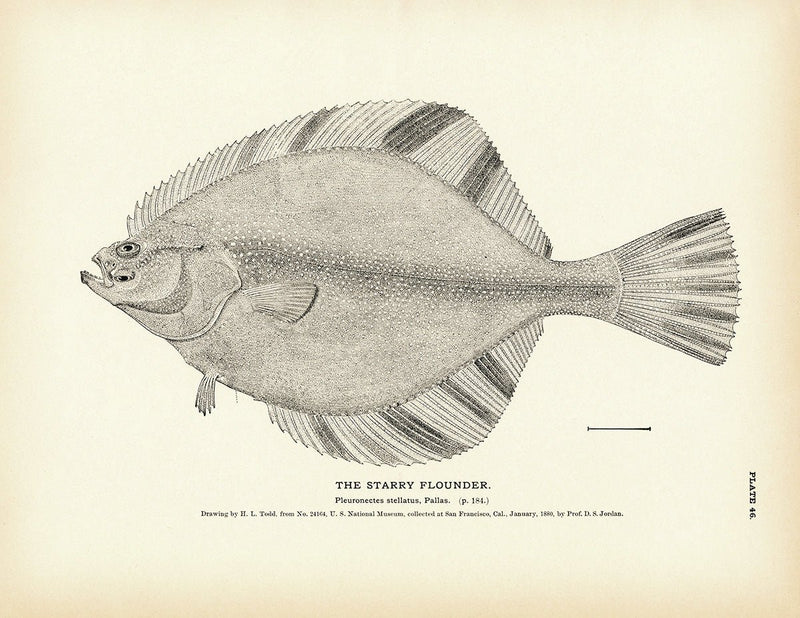 Starry Flounder Art Print - Muir Way - Fisheries