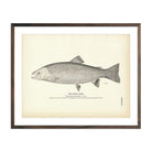 Vintage Steel Head Fish Print