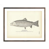 Vintage Steel Head Fish Print