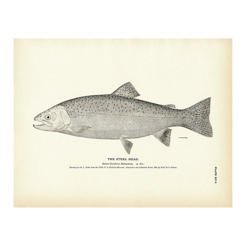 Steel Head Art Print - Muir Way - Fisheries