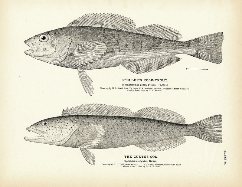 Steller's Rock - Trout and Cultus Cod Art Print - Muir Way - Fisheries