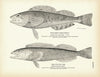 Steller's Rock-Trout and Cultus Cod Art Print