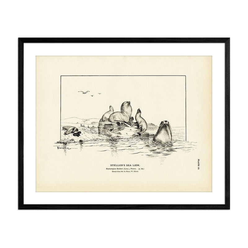 Steller's Sea Lion Art Print - Muir Way - Fisheries