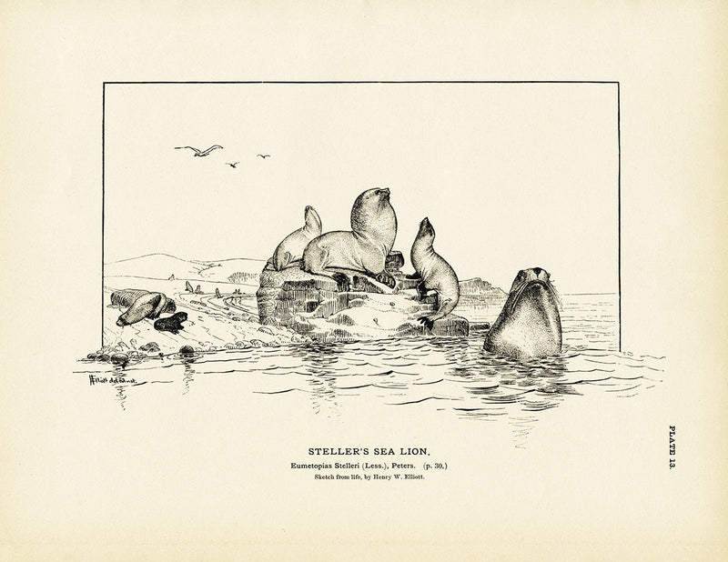 Steller's Sea Lion Art Print - Muir Way - Fisheries