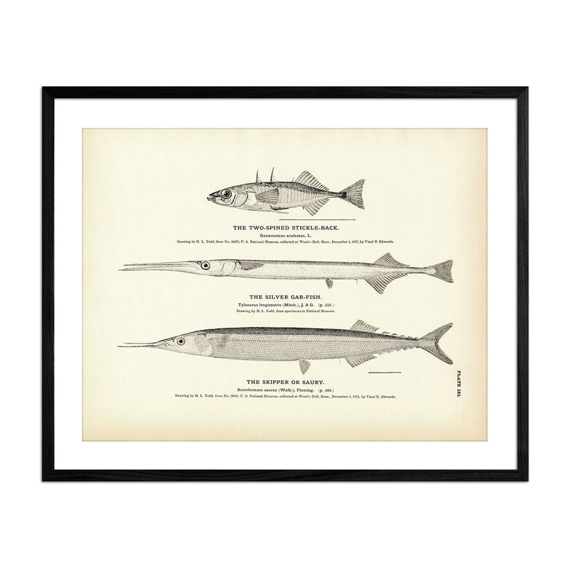 Two - Spined Stickle - Back, Silver Gar - Fish, and Skipper (Saury) Art Print - Muir Way - Fisheries