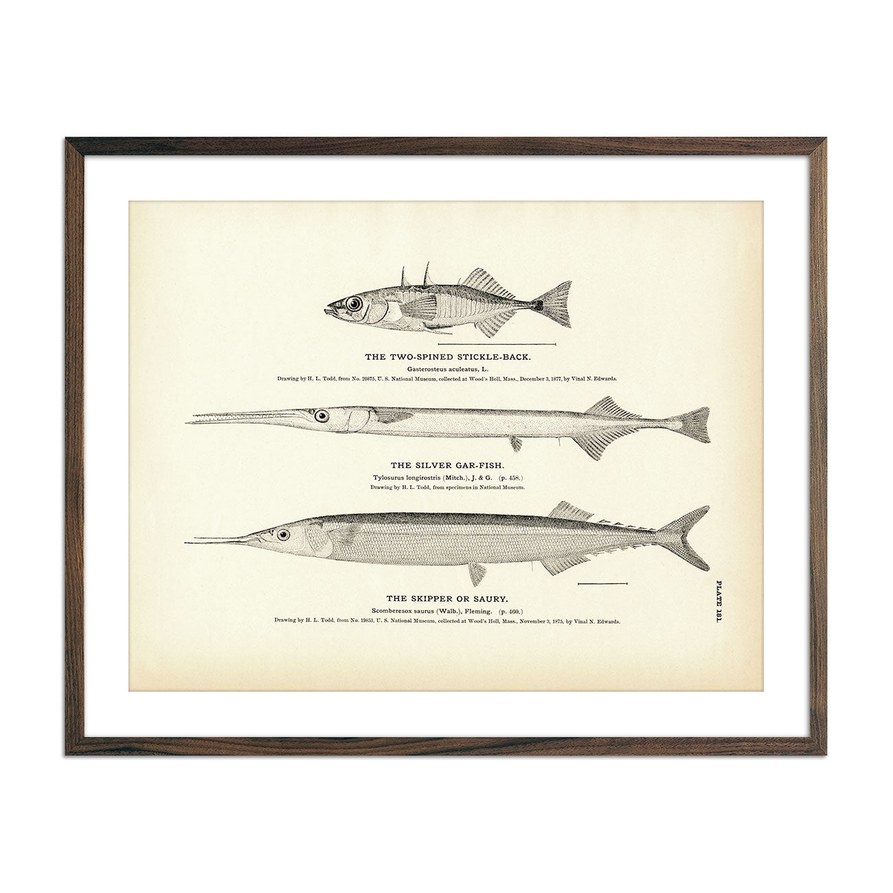 Vintage Two-Spined Stickle-Back, Silver Gar-Fish and Skipper fish print