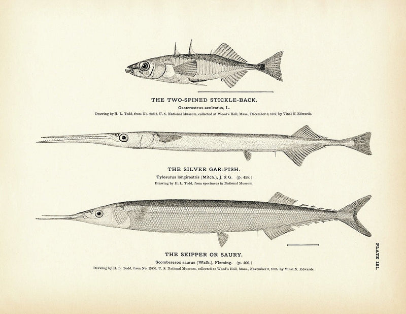 Two - Spined Stickle - Back, Silver Gar - Fish, and Skipper (Saury) Art Print - Muir Way - Fisheries