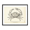 Stone Crab Art Print