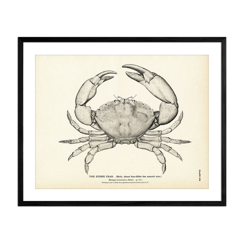 Vintage Stone Crab fish print