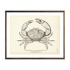 Vintage Stone Crab fish print