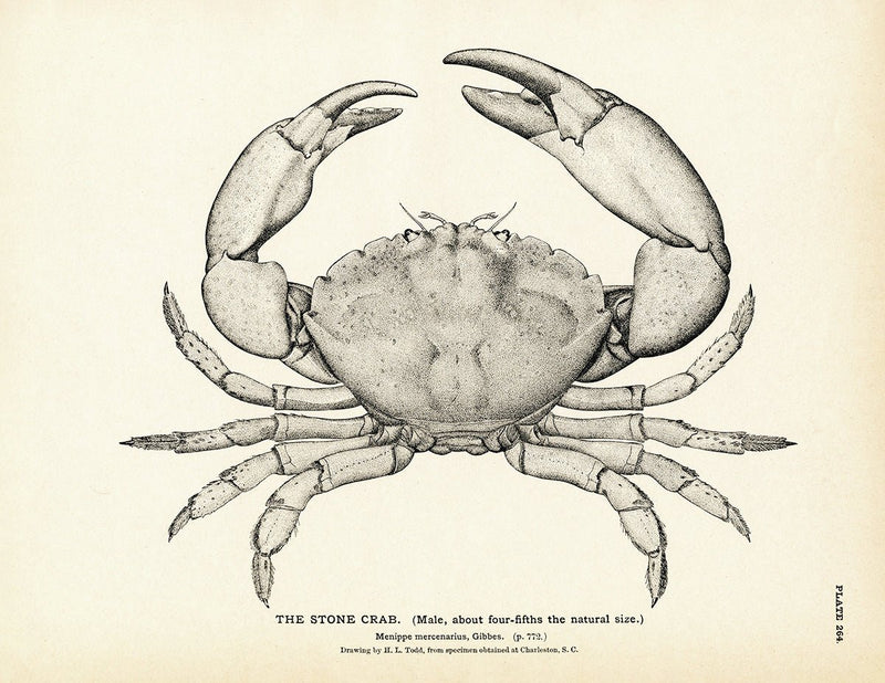 Stone Crab Art Print - Muir Way - Fisheries