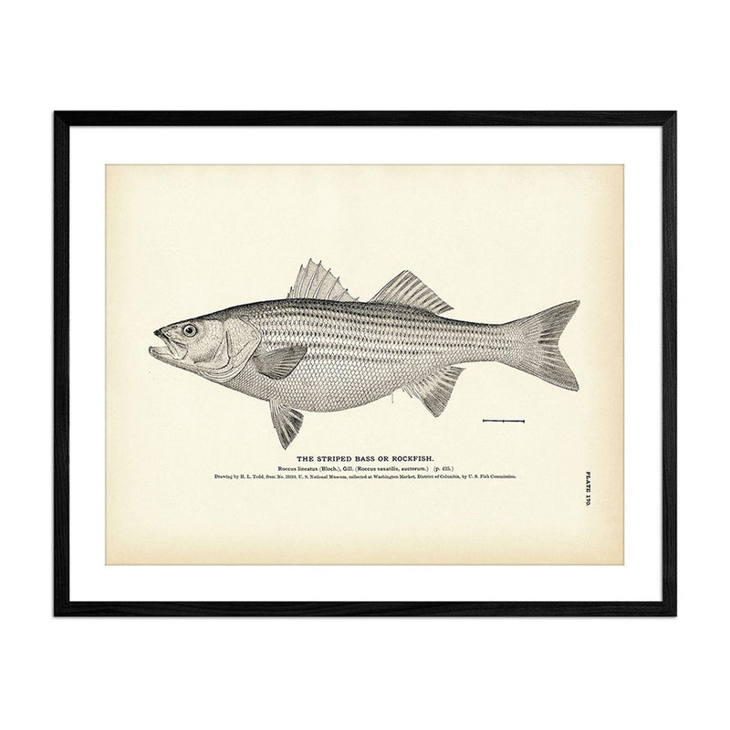 Striped Bass (Rockfish) Art Print - Muir Way - Fisheries