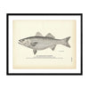 Striped Bass (Rockfish) Art Print