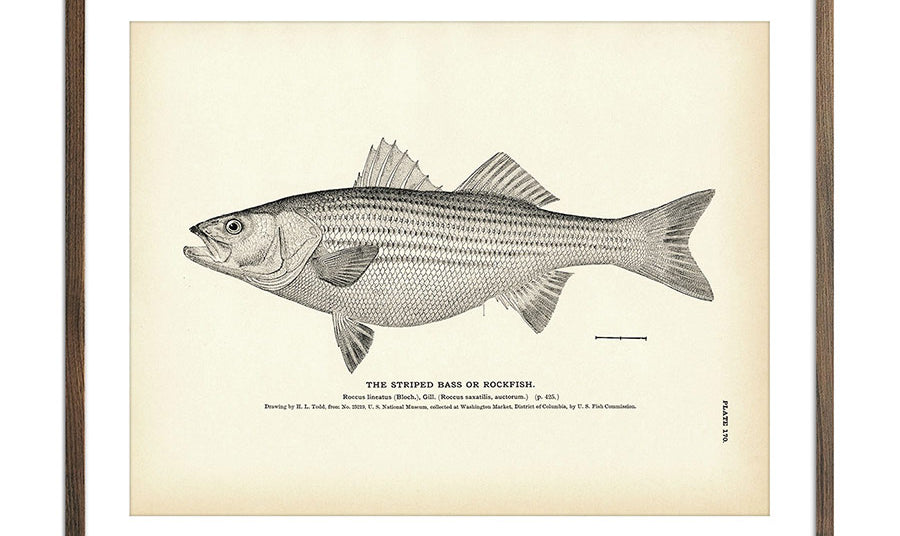 Vintage Striped Bass Fish Print