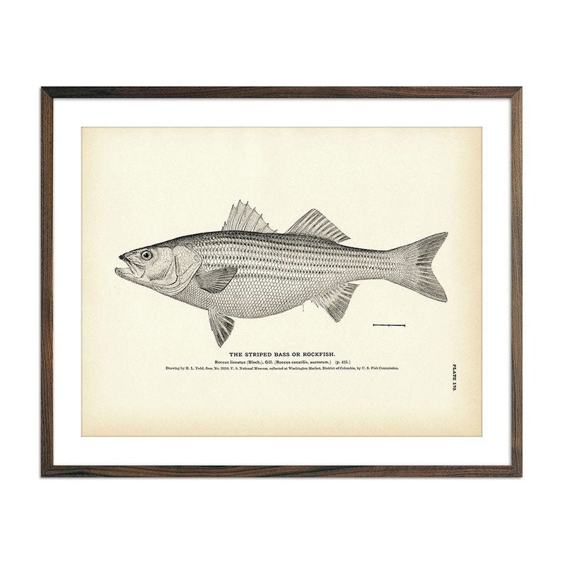 Striped Bass (Rockfish) Art Print - Muir Way - Fisheries