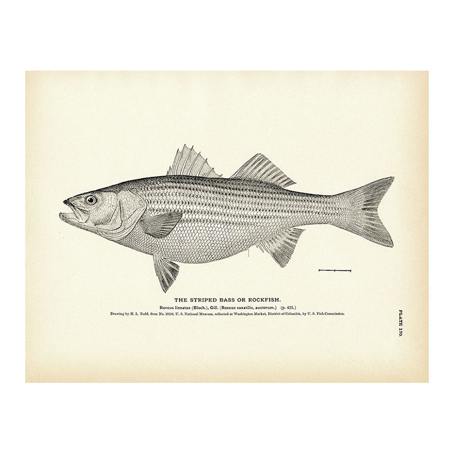 Striped Bass (Rockfish) - 1884 Print