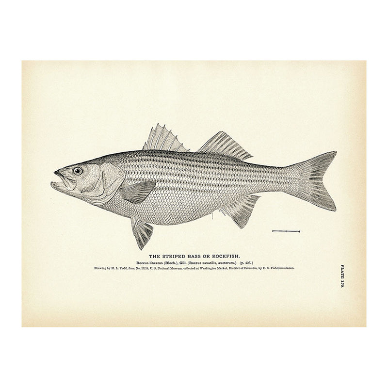 Striped Bass (Rockfish) Art Print - Muir Way - Fisheries