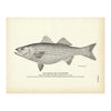 Striped Bass (Rockfish) Art Print