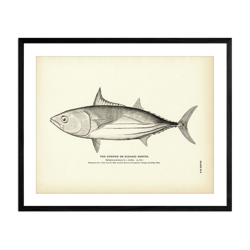 Striped Bonito (Oceanic Bonito) Art Print - Muir Way - Fisheries