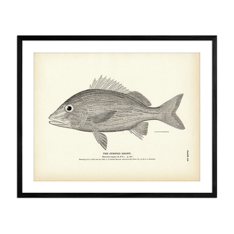 Striped Grunt Art Print - Muir Way - Fisheries