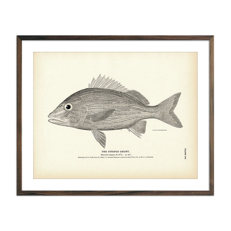 Striped Grunt Art Print - Muir Way - Fisheries