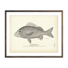 Vintage Striped Grunt fish print