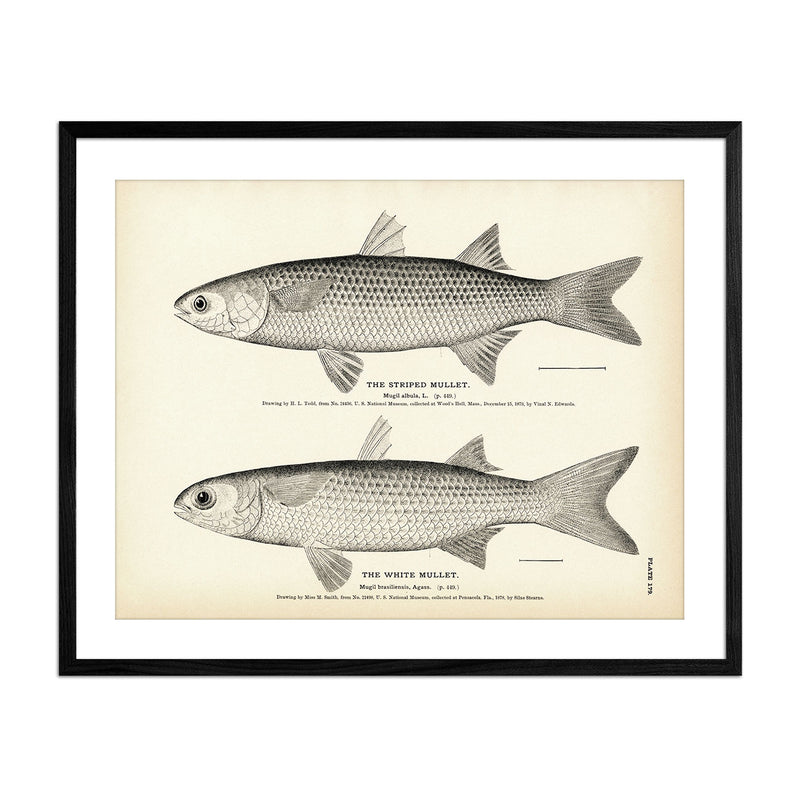 Striped Mullet and White Mullet Art Print - Muir Way - Fisheries