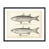 Striped Mullet and White Mullet Art Print