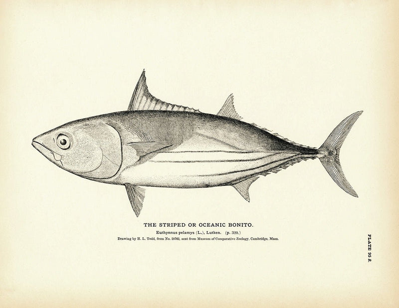 Striped Bonito (Oceanic Bonito) Art Print - Muir Way - Fisheries