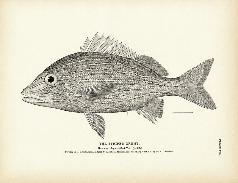 Striped Grunt Art Print - Muir Way - Fisheries
