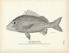 Striped Grunt Art Print