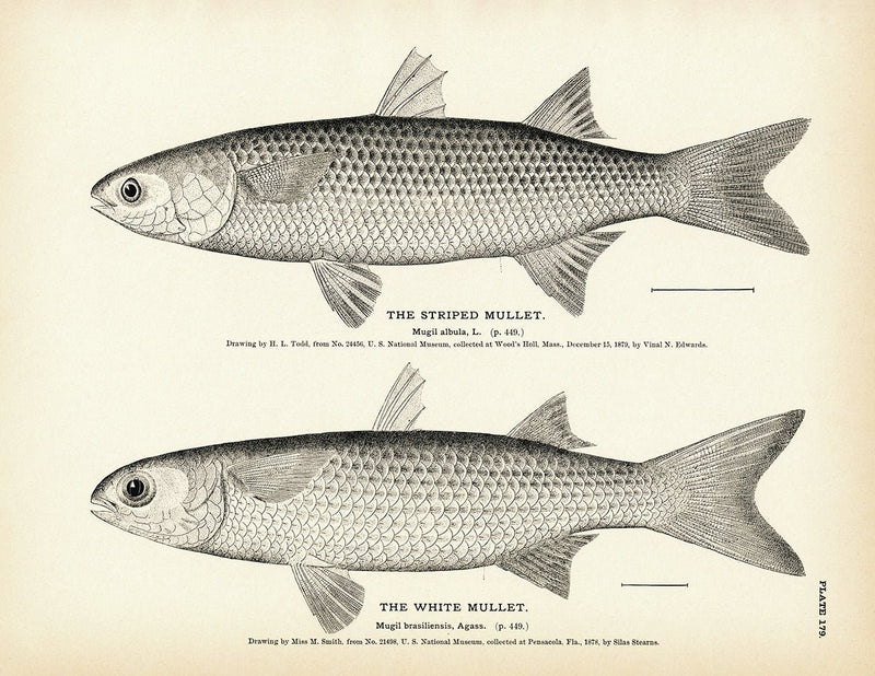 Striped Mullet and White Mullet Art Print - Muir Way - Fisheries
