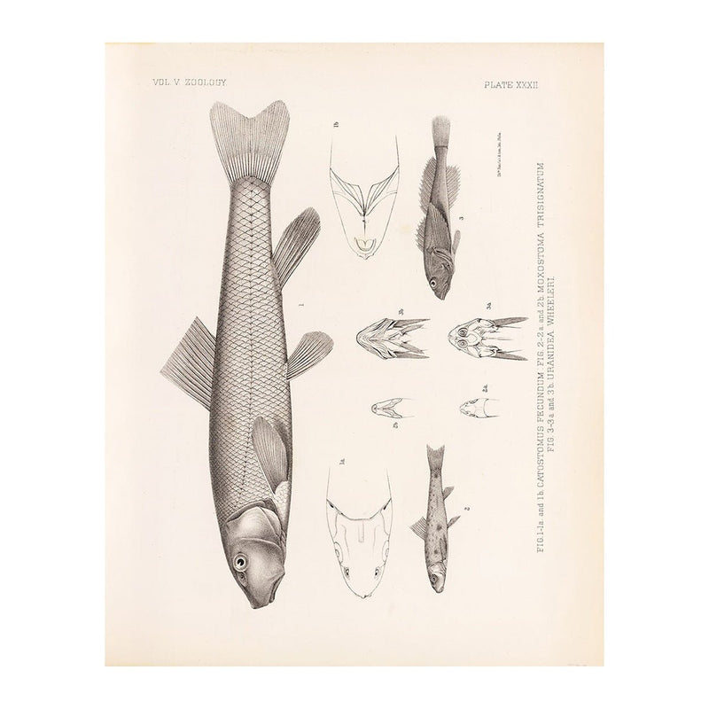 Suckers and Sculpin Art Print - Muir Way - Animals
