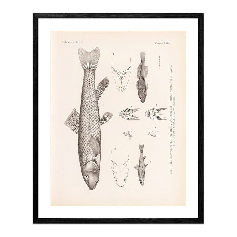 Suckers and Sculpin Art Print - Muir Way - Animals