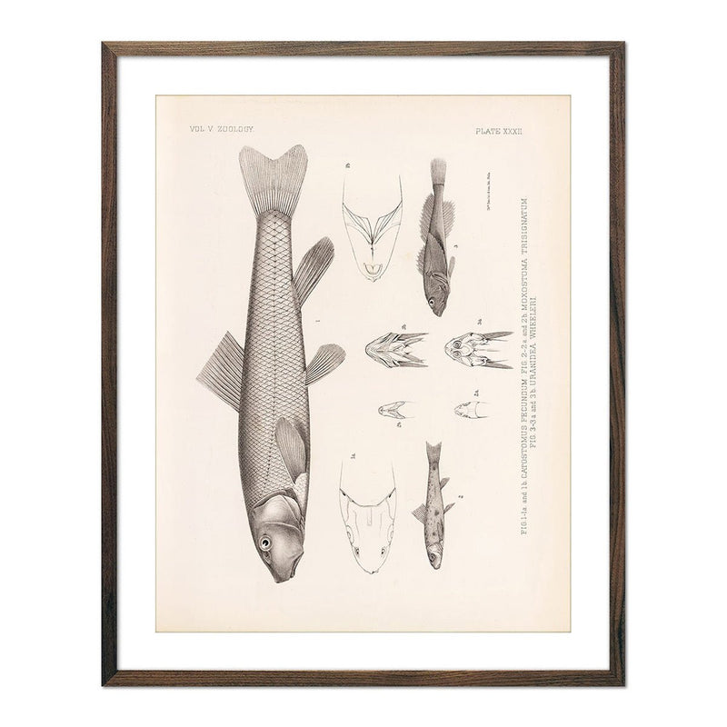 Suckers and Sculpin Art Print - Muir Way - Animals
